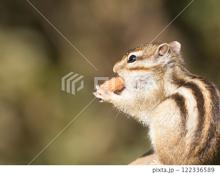実を食べてるシマリス 122336589