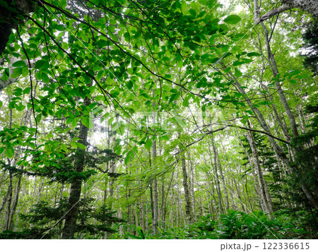 ダケカンバの森 122336615