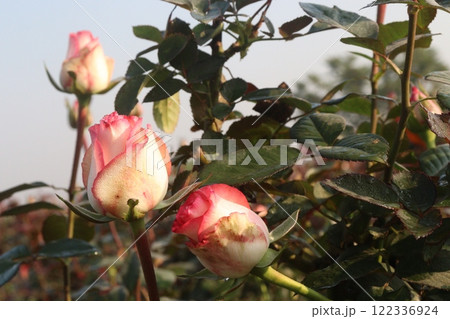 pink colored rose plant on farm 122336924