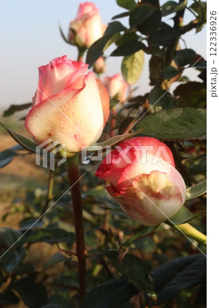 pink colored rose plant on farm 122336926