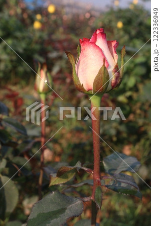 pink colored rose plant on farm 122336949