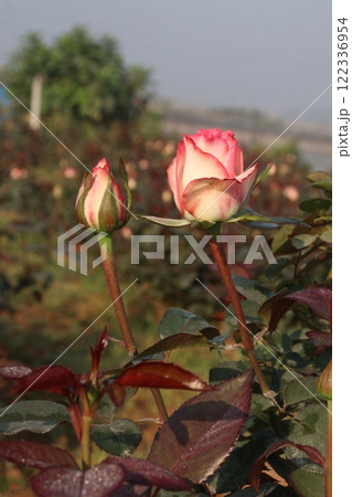 pink colored rose plant on farm 122336954