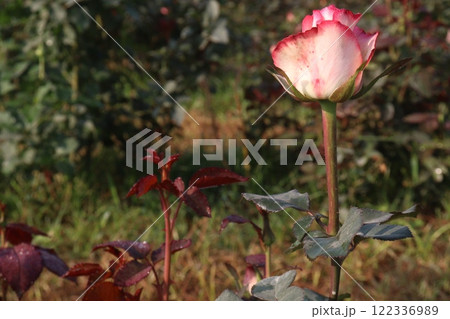 pink colored rose plant on farm 122336989