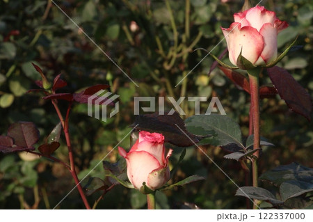 pink colored rose plant on farm 122337000