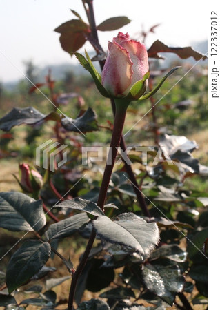 pink colored rose plant on farm 122337012