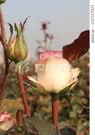 pink colored rose plant on farm 122337025