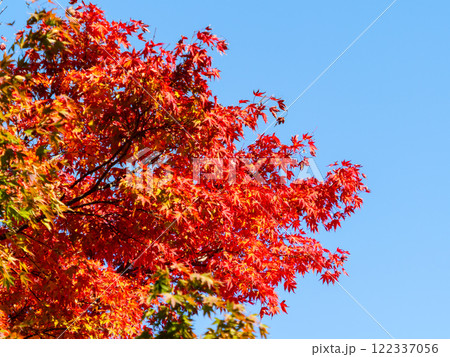 鮮やかに色づいた紅葉 鮮やかに色づいた紅葉 122337056