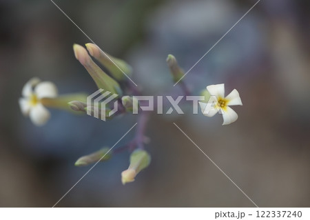 カランコエ・ゲルマナエの花と蕾 122337240