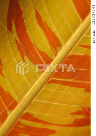 ゼブリナバナナの葉 122337241