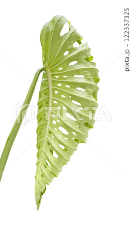 Monstera deliciosa leaf or Swiss cheese plant isolated on white background with clipping path Monstera deliciosa leaf or Swiss cheese plant isolated on white background with clipping path 122337325