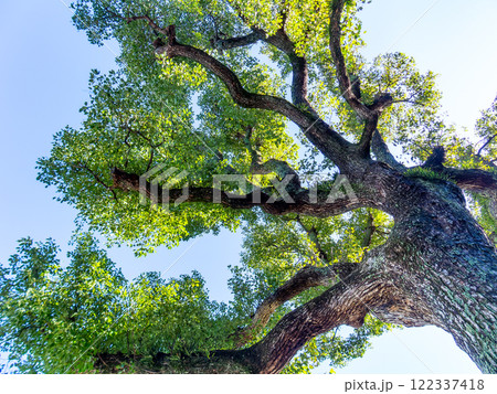 冬晴れの青空に伸びるクスノキの大木 122337418