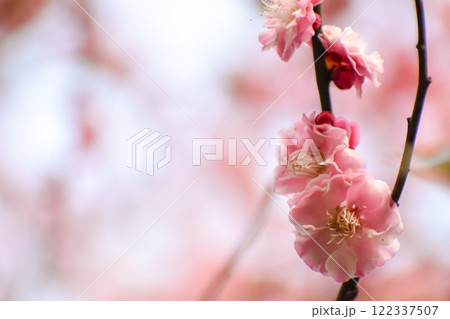 春の訪れを告げる梅の花 122337507