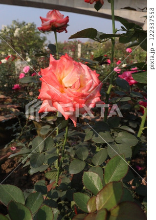 pink colored rose plant on farm 122337558