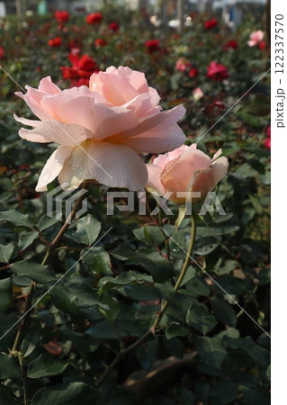 pink colored rose plant on farm 122337570