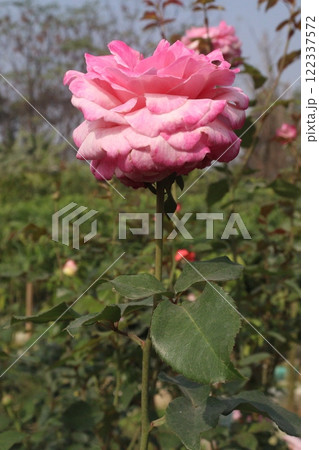pink colored rose plant on farm pink colored rose plant on farm 122337572