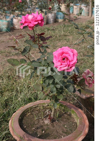 pink colored rose plant on farm 122337616