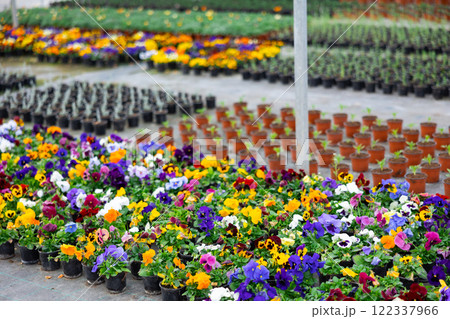 View blooming pansies growing in pots 122337966