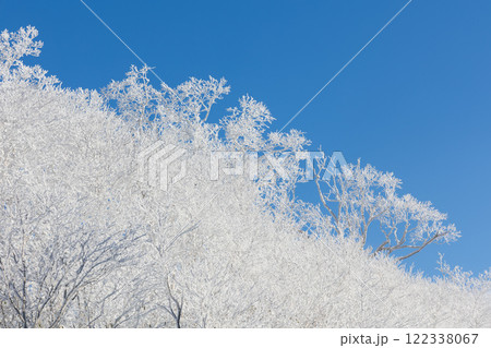 霧氷の森 122338067