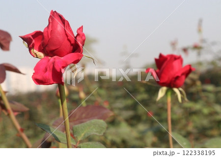 red colored rose plant on farm 122338195