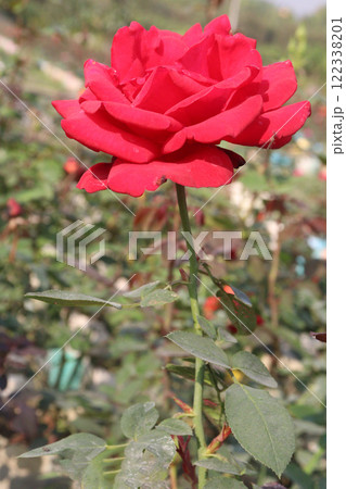 red colored rose plant on farm 122338201