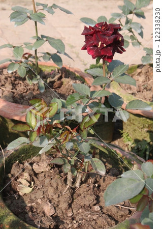 red colored rose plant on farm 122338230