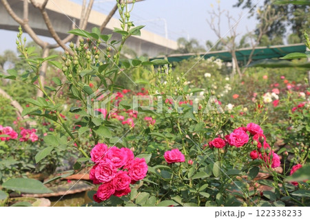 red colored rose plant on farm red colored rose plant on farm 122338233