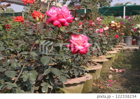 red colored rose plant on farm 122338234