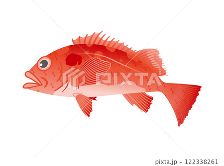 アコウダイ アコウダイ 122338261