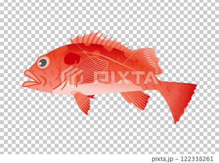 アコウダイ アコウダイ 122338261