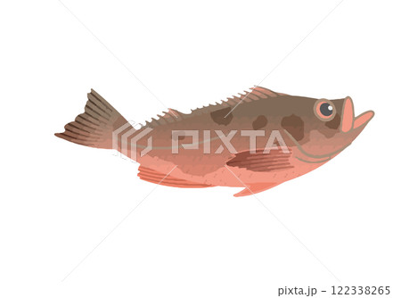 キタノメヌケ キタノメヌケ 122338265