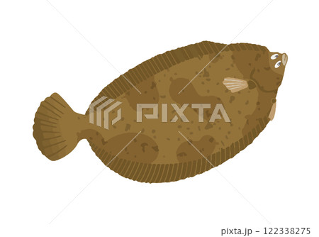 ナメタガレイ ナメタガレイ 122338275