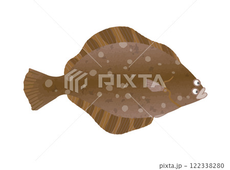 マツカワガレイ 122338280