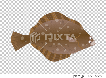 マツカワガレイ 122338280