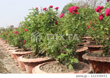 red colored rose plant on farm 122338431