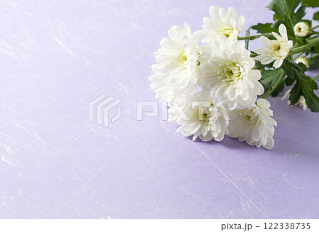 菊の花 122338735