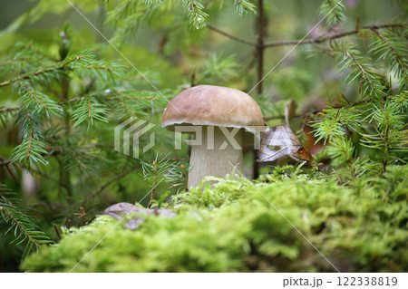 Close-Up of Boletus edulis Mushroom in Lush Forest Setting 122338819