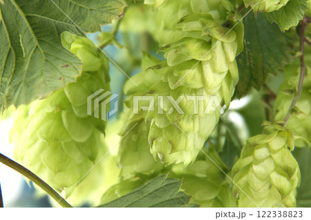 Fresh green hops on the vine, showing detailed texture and vibrant color Fresh green hops on the vine, showing detailed texture and vibrant color 122338823