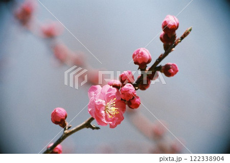 春の訪れを告げる梅の花 122338904