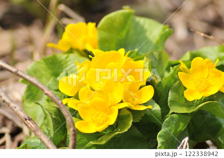 春の花 122338942
