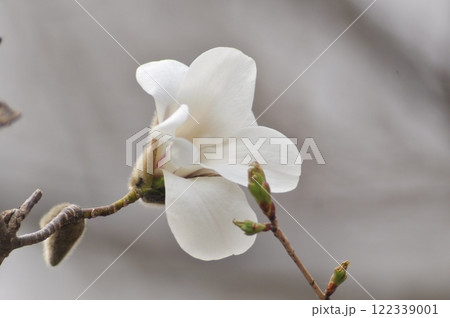 春に咲くコブシの花 春に咲くコブシの花 122339001