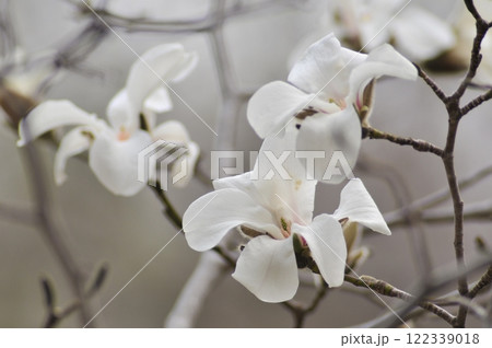 春に咲くコブシの花 122339018