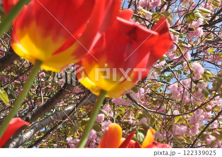 赤いチューリップ 122339025