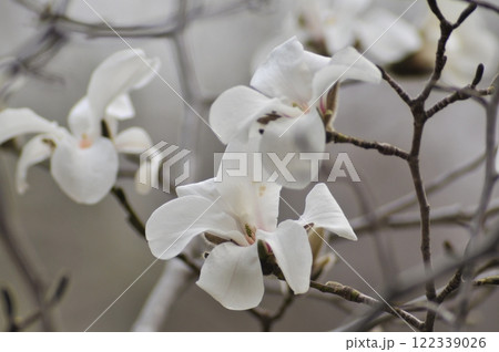 春に咲くコブシの花 122339026