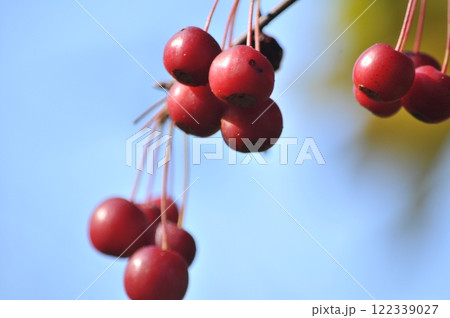 青空に映える樹の実 122339027