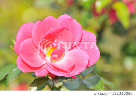 赤いバラ 122339086