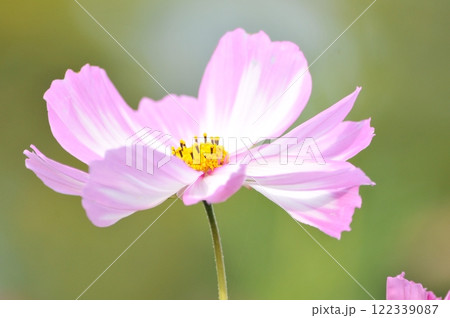 秋の日差しを受けて咲くコスモスの花 122339087