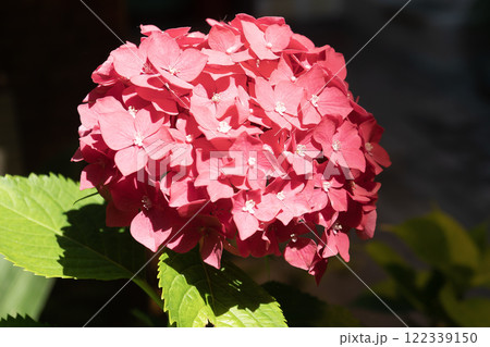 Southern bush with many red flowers against green leaves. Southern bush with many red flowers against green leaves. 122339150