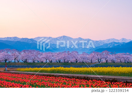 あさひ舟川・春の四重奏 あさひ舟川・春の四重奏 122339154