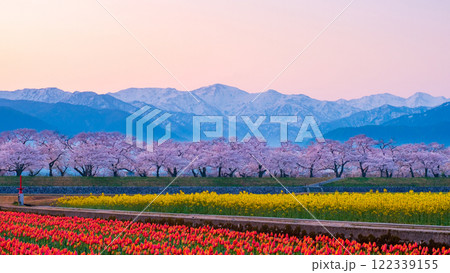 あさひ舟川・春の四重奏 122339155