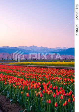 あさひ舟川・春の四重奏 122339160